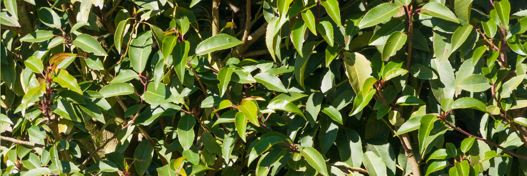 Prunus Lucitanica